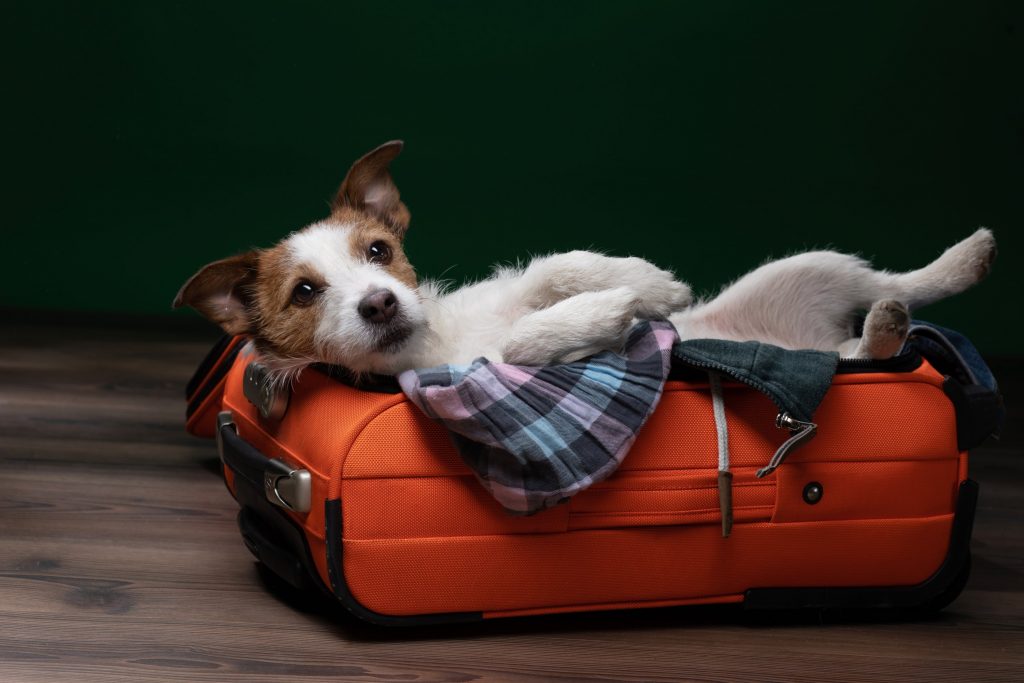 Now You Can Travel With Your Pet