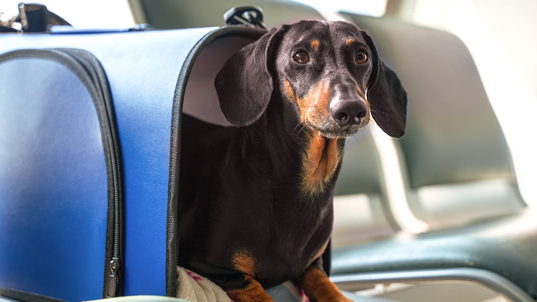 Now You Can Travel With Your Pet In 2022 And 2023