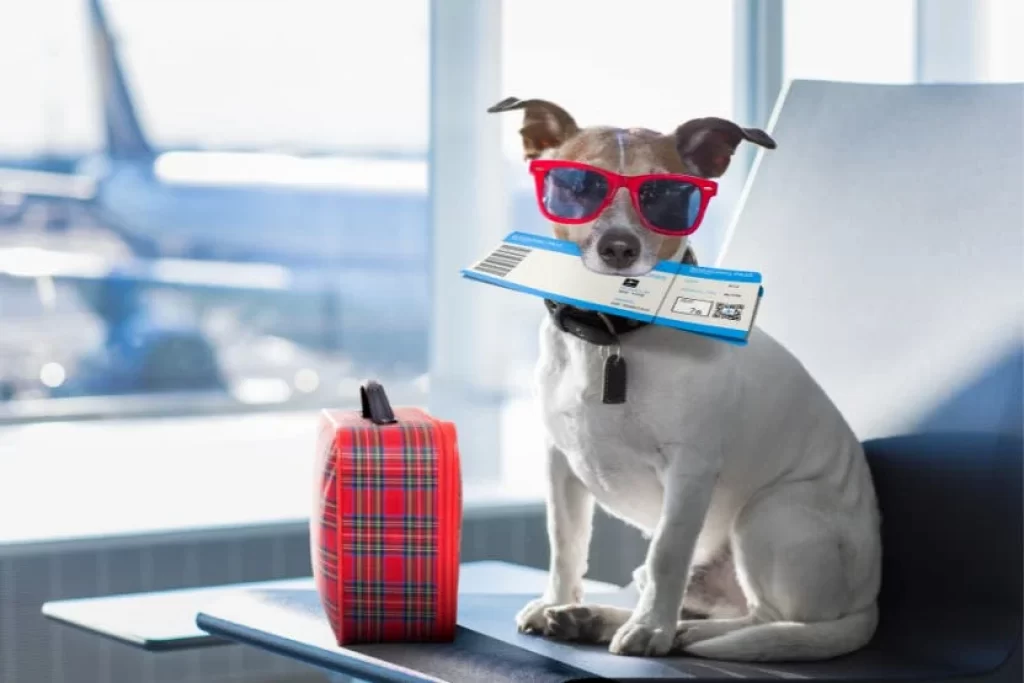 Now You Can Travel With Your Pet