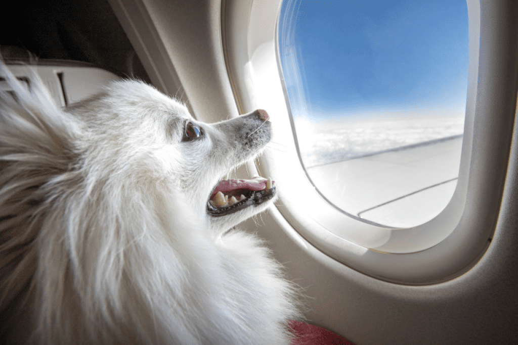 Now You Can Travel With Your Pet