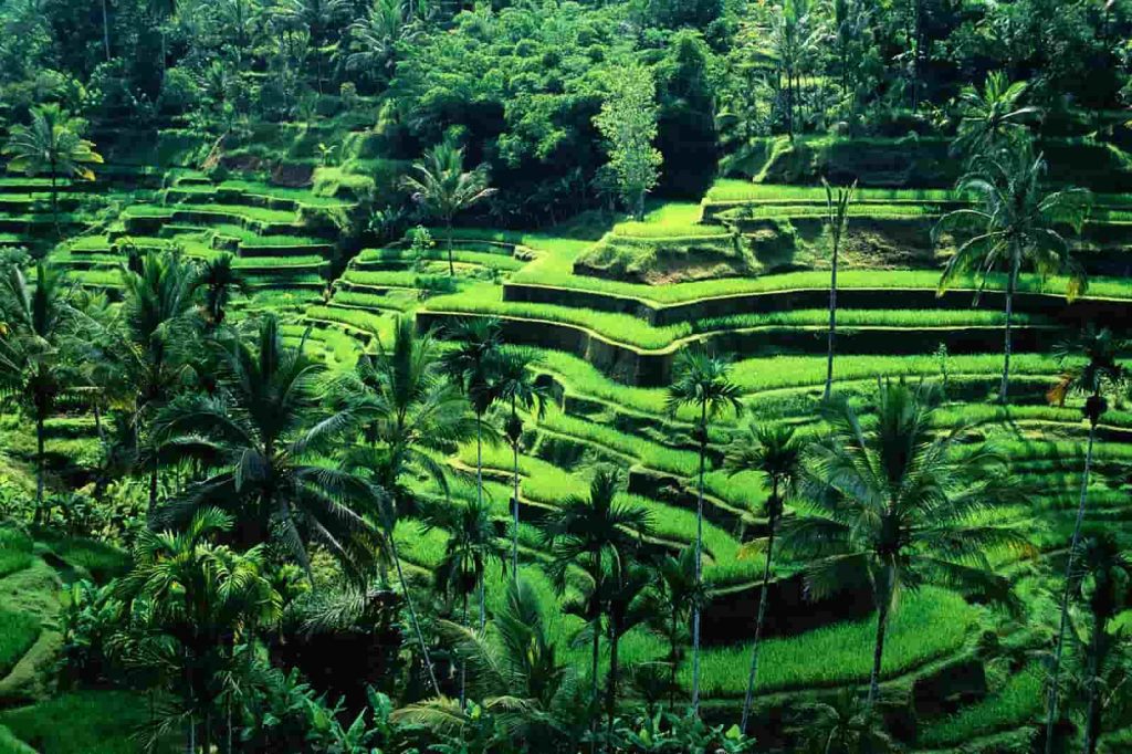 How To Spend One Week In Bali: The Complete Guide to Bali for All First-Timers